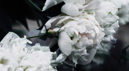 White Floral
