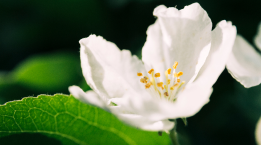 Jasmine