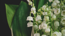 Lily of the Valley